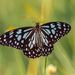 Blue Tiger - Photo (c) Keshava S R Mysore, some rights reserved (CC BY-NC-SA), uploaded by Keshava S R Mysore