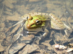 Lithobates berlandieri