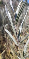 Salix exigua