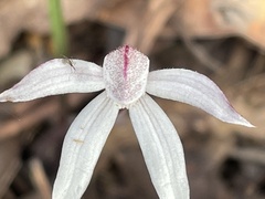 Caladenia gracilis