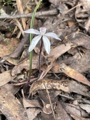 Caladenia gracilis