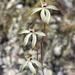 Dark Caladenia - Photo (c) rogersweet, some rights reserved (CC BY-NC)