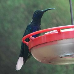 Campylopterus hemileucurus