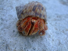Coenobita perlatus