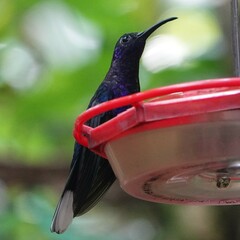 Campylopterus hemileucurus