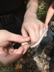 Pygopodidae