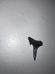 Lamniformes