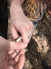 Pygopodidae