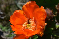 Opuntia megapotamica