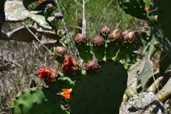 Opuntia megapotamica
