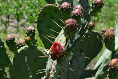 Opuntia megapotamica