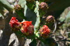 Opuntia megapotamica