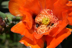 Opuntia megapotamica