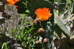 Opuntia megapotamica