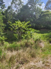 Solanum chrysotrichum