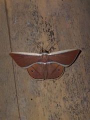 Opisthoxia
