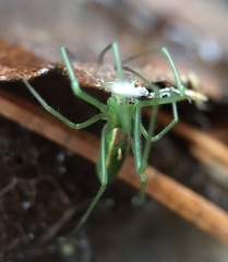 Tetragnatha viridis