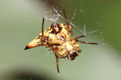 Micrathena annulata