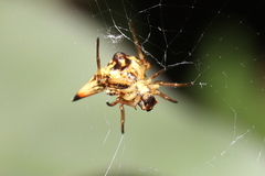 Micrathena annulata