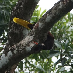 Psarocolius montezuma