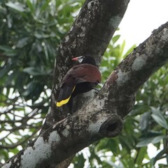 Psarocolius montezuma