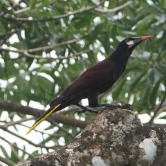 Psarocolius montezuma