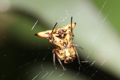 Micrathena annulata