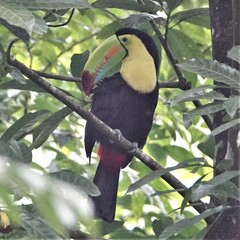 Ramphastos sulfuratus