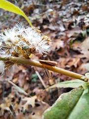 Idiodonus kennicotti