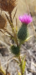 Cirsium hydrophilum