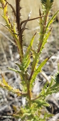 Cirsium hydrophilum