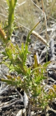 Cirsium hydrophilum