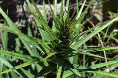 Eryngium horridum
