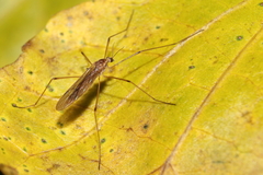 Chioneinae