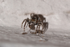 Mexigonus