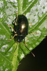Colaspis