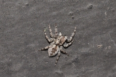 Mexigonus