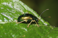 Colaspis