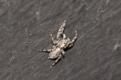 Mexigonus