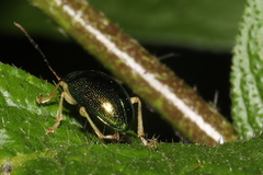 Colaspis