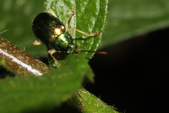 Colaspis