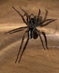 Artoriopsis