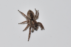 Mexigonus