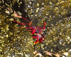 Grapsus adscensionis