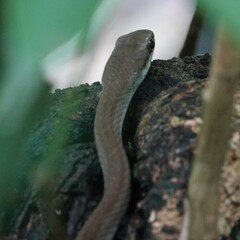 Mastigodryas melanolomus