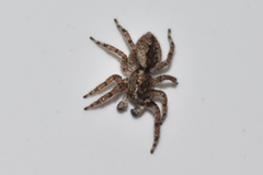 Mexigonus