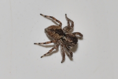 Mexigonus
