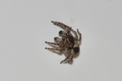 Mexigonus