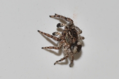 Mexigonus