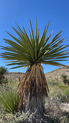 Yucca carnerosana
